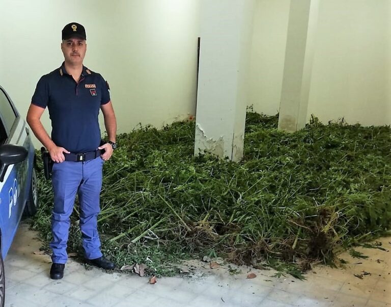 Sequestrata piantagione di marjuana circondata da filo spinato e guardata a vista. Le indagini coordinate dalla Procura di Termini Imerese