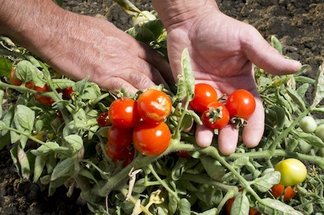 Comune di Valledolmo vara il progetto “TerrOne”: per sostenere l’economia locale e far conoscere i prodotti tipici di qualità