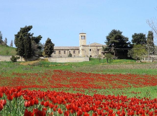 La natura respira, quest’anno i tulipani di Blufi non saranno violati dall’uomo