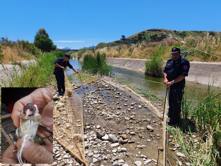 Termini Imerese, catturava cardellini lungo il fiume Imera. Arrestato noto uccellatore