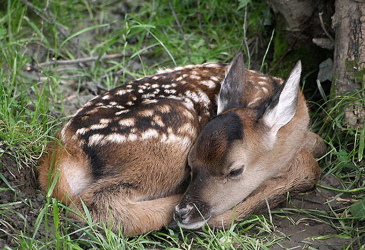Sulle Madonie nascono i nuovi cuccioli di daino, ecco perché è importante non toccarli
