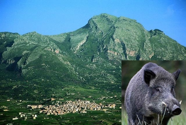 Allarme cinghiali, a Cefalù i cittadini si mobilitano: e per quelli del monte San Calogero chi ci pensa?