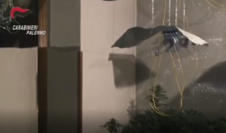 Piantagione indoor e furto di corrente. Carabinieri arrestano 35enne