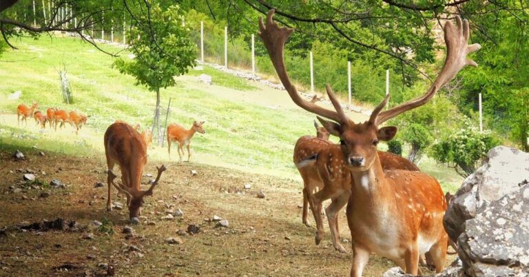 Parco delle Madonie: emergenza daini, la Regione dà via libera a Piano di contenimento