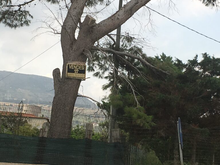 Trabia. Ma in questo territorio si ha il vizio di vendere alberi?