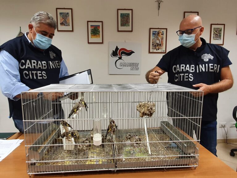 Giovane deteneva 19 cardellini in pessime condizioni igieniche. Denunciato dai Carabinieri. I ringraziamenti della Lipu