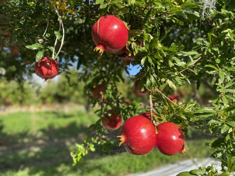 A Sciara fiorisce la coltivazione del Melograno, i produttori: “dalla passione alla produzione”