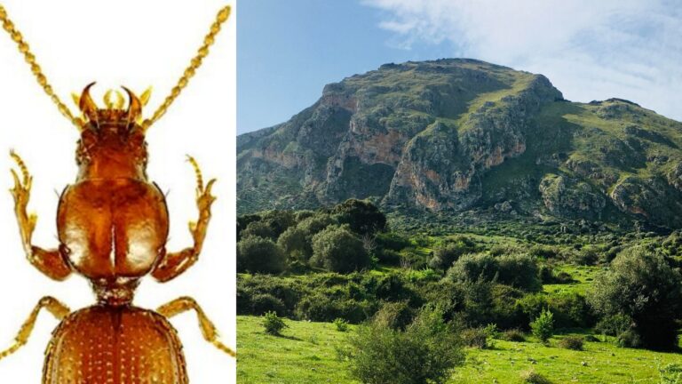 Monte San Calogero: scoperte nuove specie di coleotteri “Carabidi anoftalmi della Sicilia”