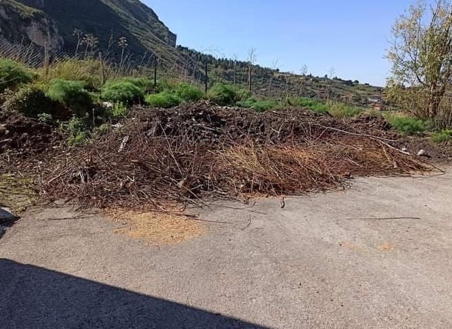 Collesano, chiesto immediato intervento nella pineta comunale