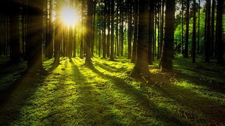 San Mauro Castelverde: approvati i lavori di rimboschimento, ricostruzione boschiva e fruizione sociale e ricreativa del bosco