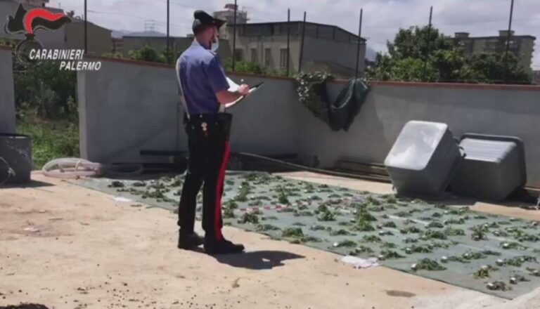 Serra indoor con sistema idroponico: arrestato coltivatore di cannabis