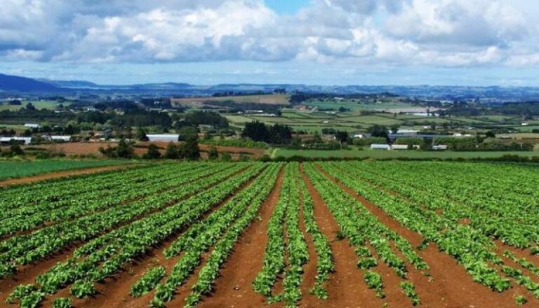 Ripartizione Fondi Feasr: Sicilia scippata di importanti risorse per gli agricoltori