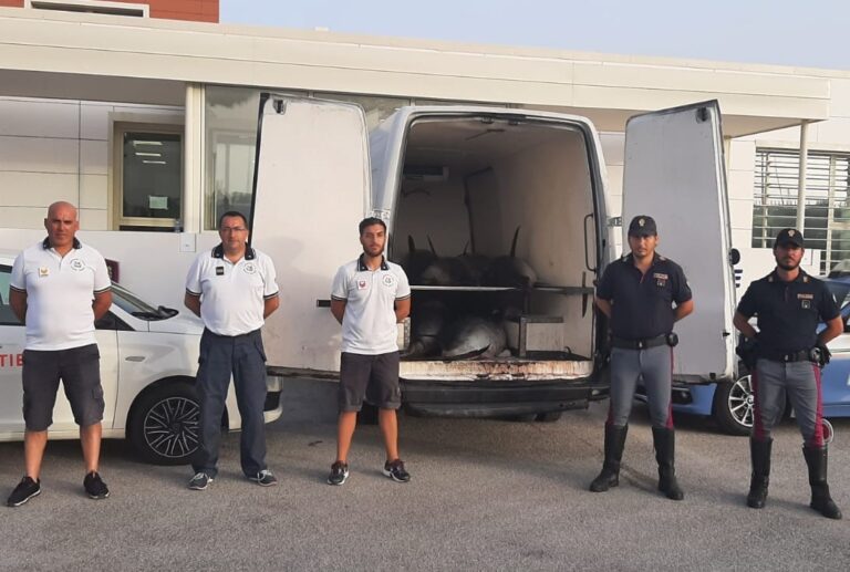 Buonfornello, sequestrate piu di due tonnellate di tonno rosso avariato: era destinato a ristoranti