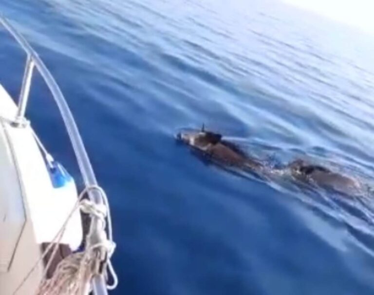 Cinghiali in mare aperto, il curioso avvistamento a Marzamemi (VIDEO)