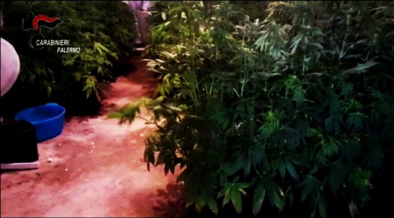 Trabia, aveva allestito una serra per la coltivazione “indoor” di Cannabis. Arrestato