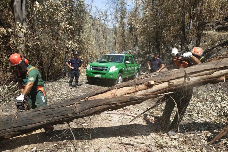 Incendi, in Sicilia 25 carabinieri forestali da tutta Italia a supporto delle forze già in campo
