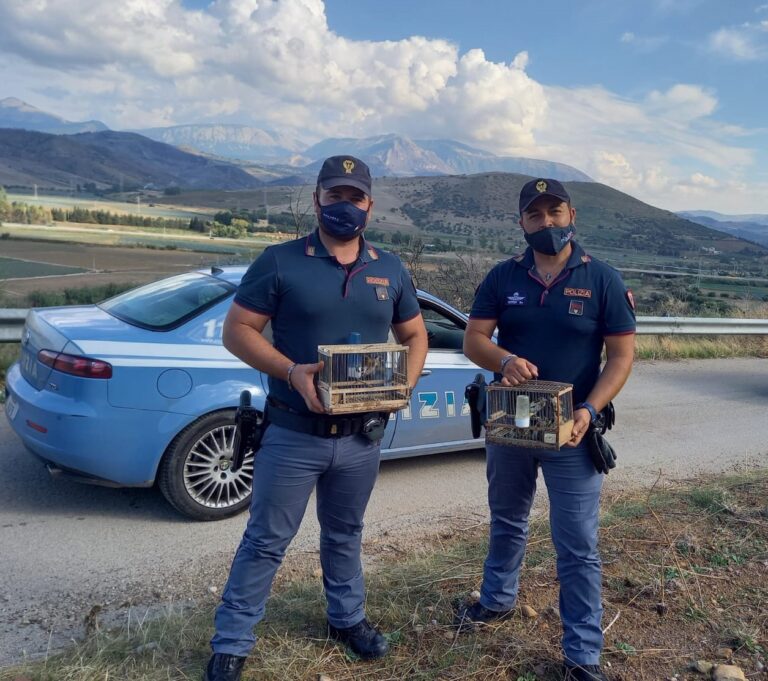 Termini Imerese: sorpreso a bordo dell’autovettura con cardellini selvatici, indagato in stato di libertà