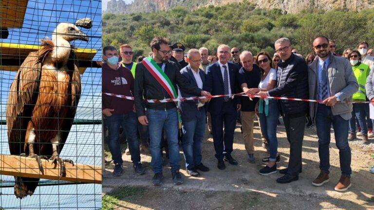 Isnello: il Grifone torna a volare sulle Madonie, inaugurata la nuova voliera