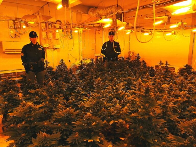 Coppia coltivava marijuana in serre indoor: Tribunale di Termini Imerese convalida gli arresti