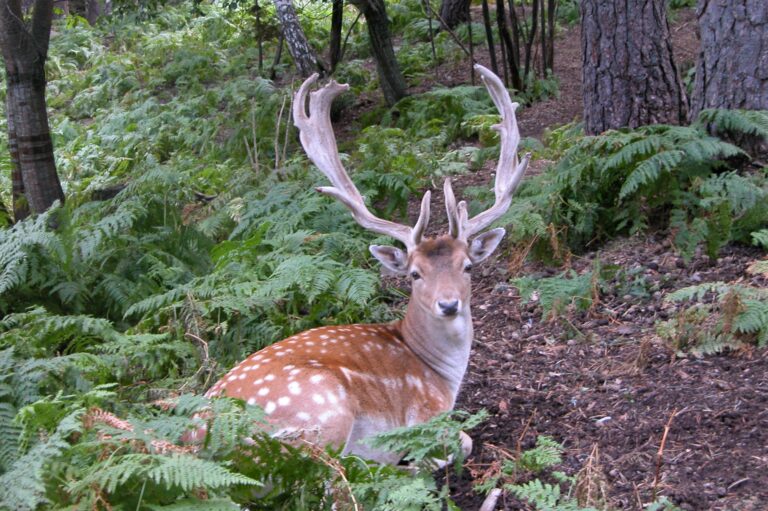 Daini sulle Madonie: Regione Siciliana ed Ente Parco mettono a punto un piano per contenerli