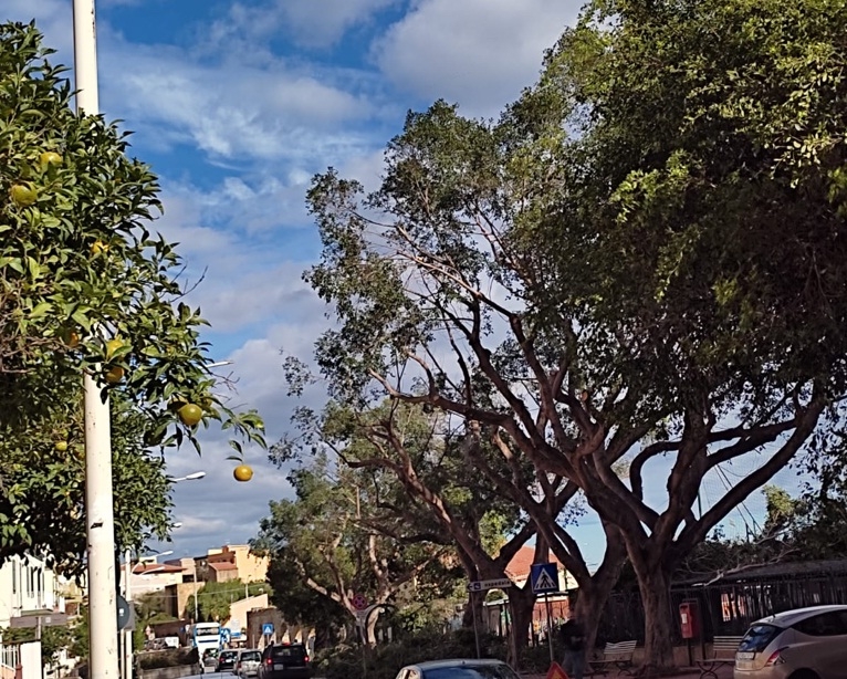 Termini Imerese, alberi potati in via Mazzarino a rischio sofferenza