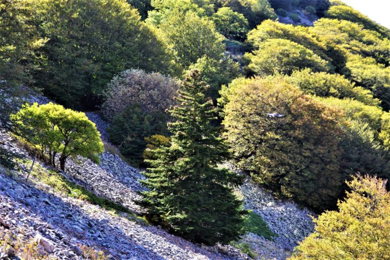 Il Parco delle Madonie mette a dimora tre “Abies Nebrodensis” al bosco didattico di Perugia