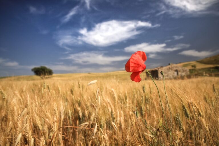 Ecomuseo delle Madonie, 15 mila euro per rafforzare l’omogeneità culturale, geografica e paesaggistica, del territorio