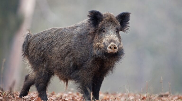Danni causati dai cinghiali, il Parco delle Madonie: “sancito un importante principio per risarcimento danni”