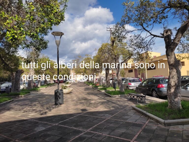 Termini Imerese. Ficus alla marina: il passato che non ha insegnato niente