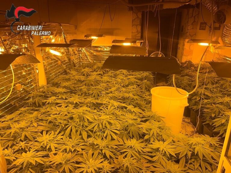 Scoperta piantagione di cannabis a Casteldaccia: G.I.P. di Termini Imerese convalida 2 arresti