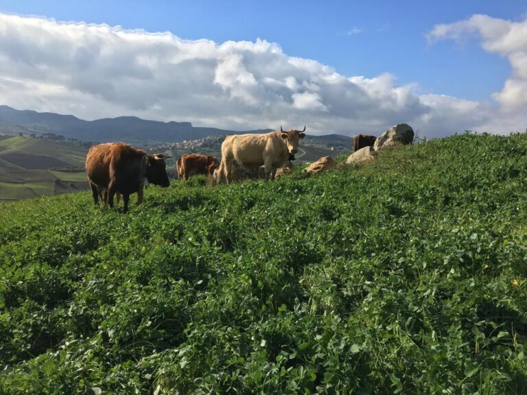Conflitto Russo-Ucraino: in ginocchio aziende zootecniche madonite