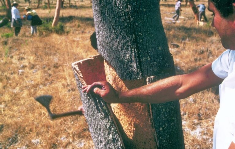 Collesano, al via il primo corso in Sicilia di  “Decorticatore di Sughero”
