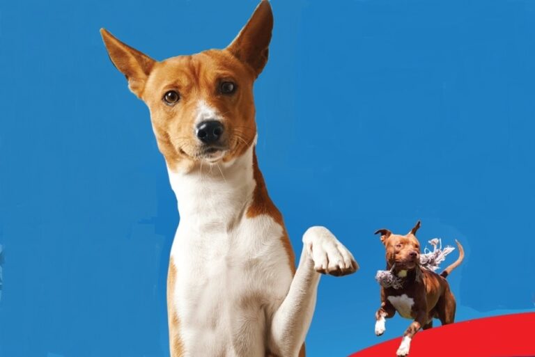 A Termini Imerese torna dopo due anni l’Expo Canina