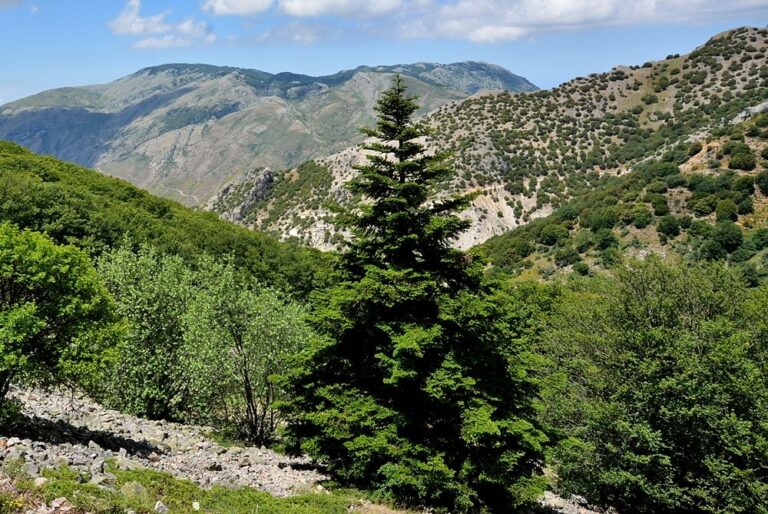Giornata della Biodiversità, si presentano all’Orto Botanico le guide “Erbe e fiori” e “Alberi e arbusti” delle Madonie