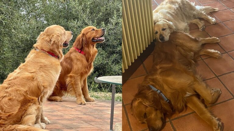 Cani smarriti a Cefalù, dietro il sospetto del traffico di animali sulle Madonie, l’appello disperato dei proprietari