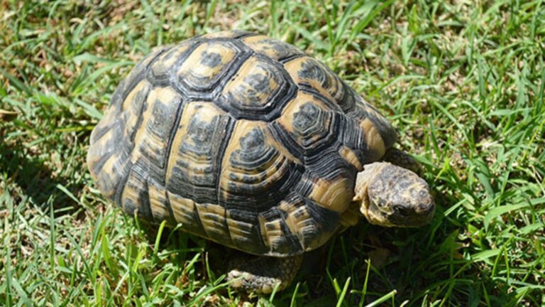 Importavano illegalmente specie protette, le fiamme gialle sequestrano una “Testudo graeca” proveniente dalla tunisia