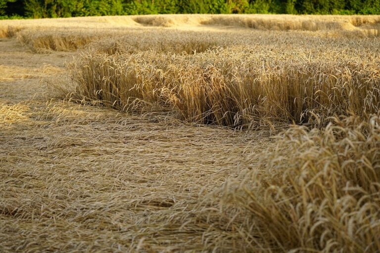 Alluvioni del 2018, la Regione Siciliana stanzia 14 milioni per le aziende agricole danneggiate
