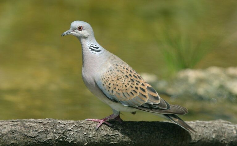 Dopo ricorso delle associazioni ambientaliste: TAR sospende in Sicilia caccia alla tortora
