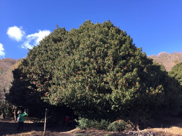 All’orto botanico convegno internazionale sugli alberi monumentali: una giornata di studio si terrà sulle Madonie