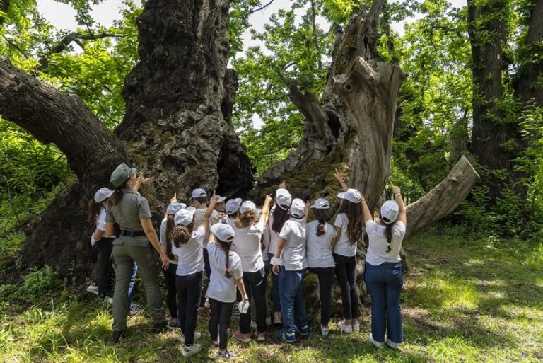 Alberi monumentali, in Sicilia se ne conterebbero 1.200: si attende censimento completo e strategia di valorizzazione