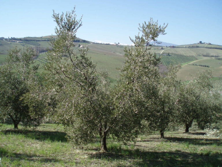Collesano, al via corso di potatura dell’olivo a vaso policonico