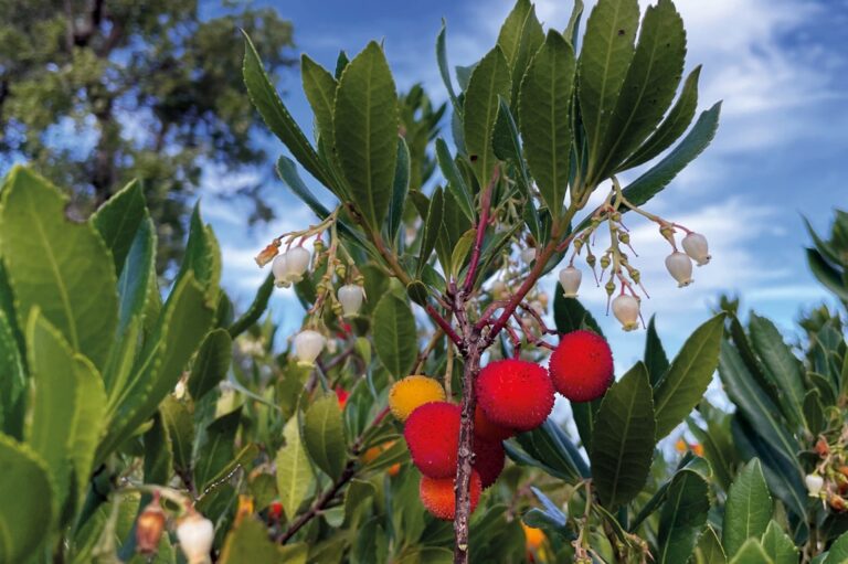 Alberi, erbe e fiori delle Madonie: si presentano due libri a Castelbuono