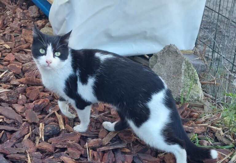 Cefalù, al via piano di prevenzione contro randagismo felino