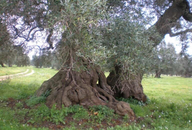 Nell’ambito della 6^ giornata nazionale, San Mauro Castelverde: Camminata tra gli olivi
