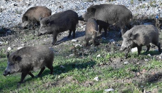 Provvedimenti per la cattura dei suidi: riunione all’Ente Parco dei sindaci delle Madonie