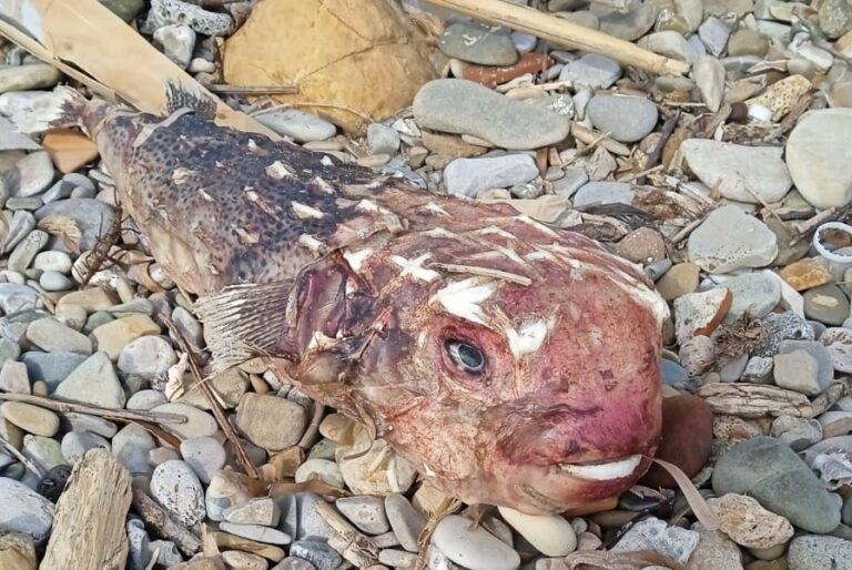 Avvistato nuovo “pesce tropicale” nel Mediterraneo, è potenzialmente pericoloso per l’uomo