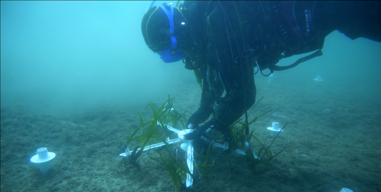 Ripopolamento “Posidonia oceanica” nelle zone degradate, Acqua Geraci a fianco di BioSurvey