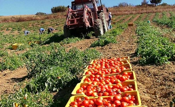 Valledolmo, tornano le Giornate dell’Agricoltura: dal 28 aprile al primo maggio oltre 300 espositori