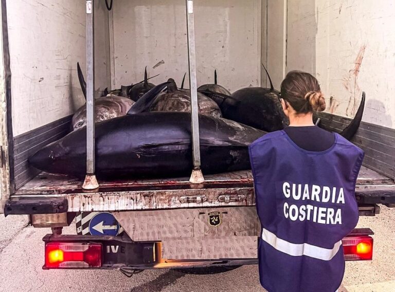 Termini Imerese, Guardia Costiera sequestra 1.500 kg di tonno rosso