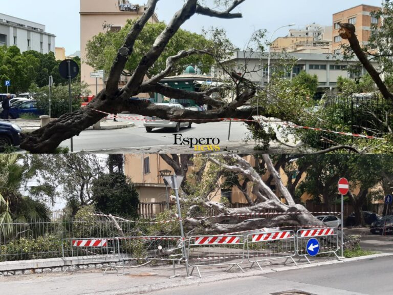 Forte vento a Termini Imerese, cade albero nei pressi della stazione ferroviaria
